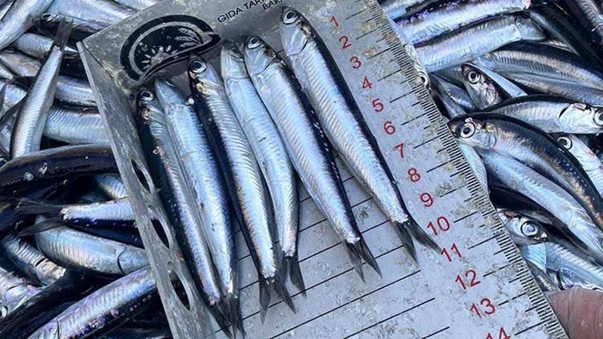 Kilosu 150'den 50 liraya düştü! Karadeniz'de hamsi bolluğu