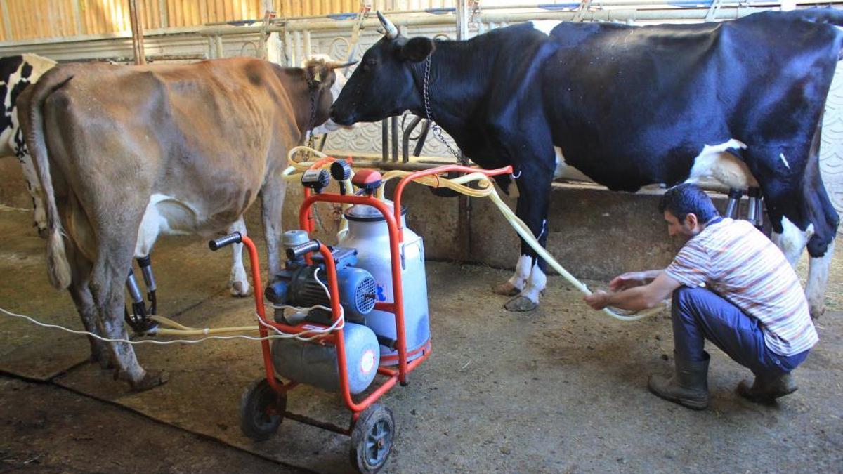 Son dönemin illeti yüzünden beside yüzde 30 kayıp! Et fiyatları yeni yıla kalmadan yükselecek
