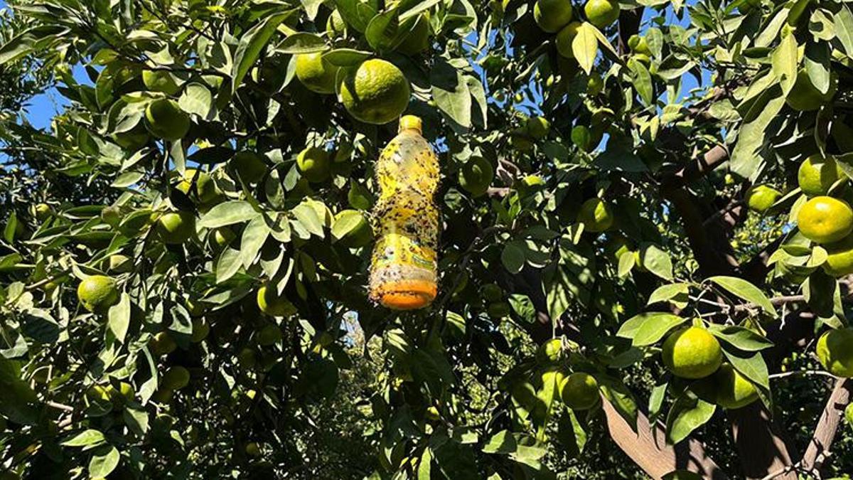 Hatay'da çiftçinin başına bela olan sineğe lise öğrencileri çare buldu! Tuzaklar tek tek ağaçlara asıldı