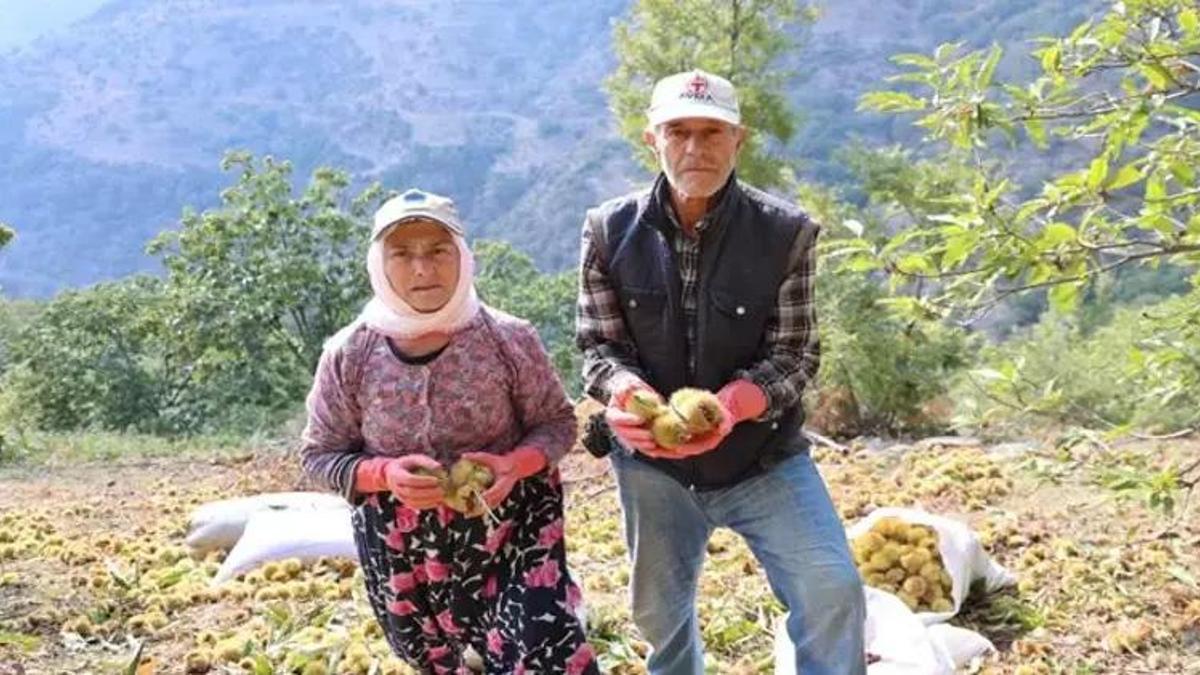 Bu işi yapan günlük 5 bin TL kazanıyor! Hasat dönemi 20 gün sürüyor ama çalışacak eleman yok!