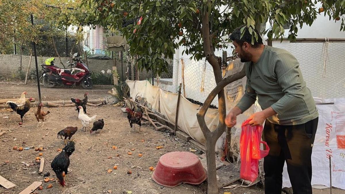 Osmaniye'de pes dedirten hırsızlık! Çamaşır ipiyle geldi, komşusunun mavi yumurtlayan tavuğunu tişörtünün içine saklayıp kaçtı