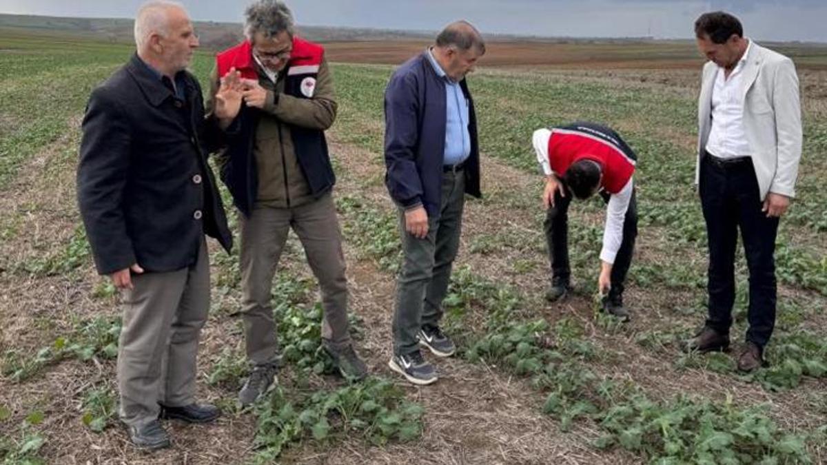 Artan kuraklığa çare! Tekirdağ'da anıza kanola ekimi