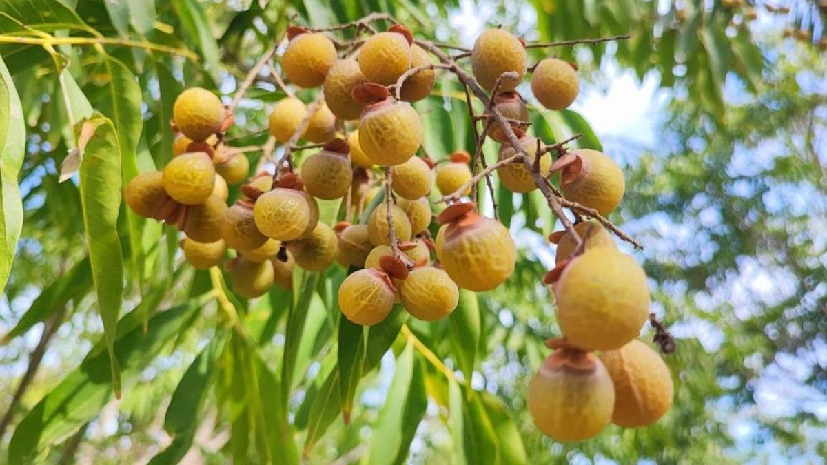 Türkiye'de sadece Adana'da yetişiyor! Adı ceviz ama yenmiyor, faydası sanayiye olacak