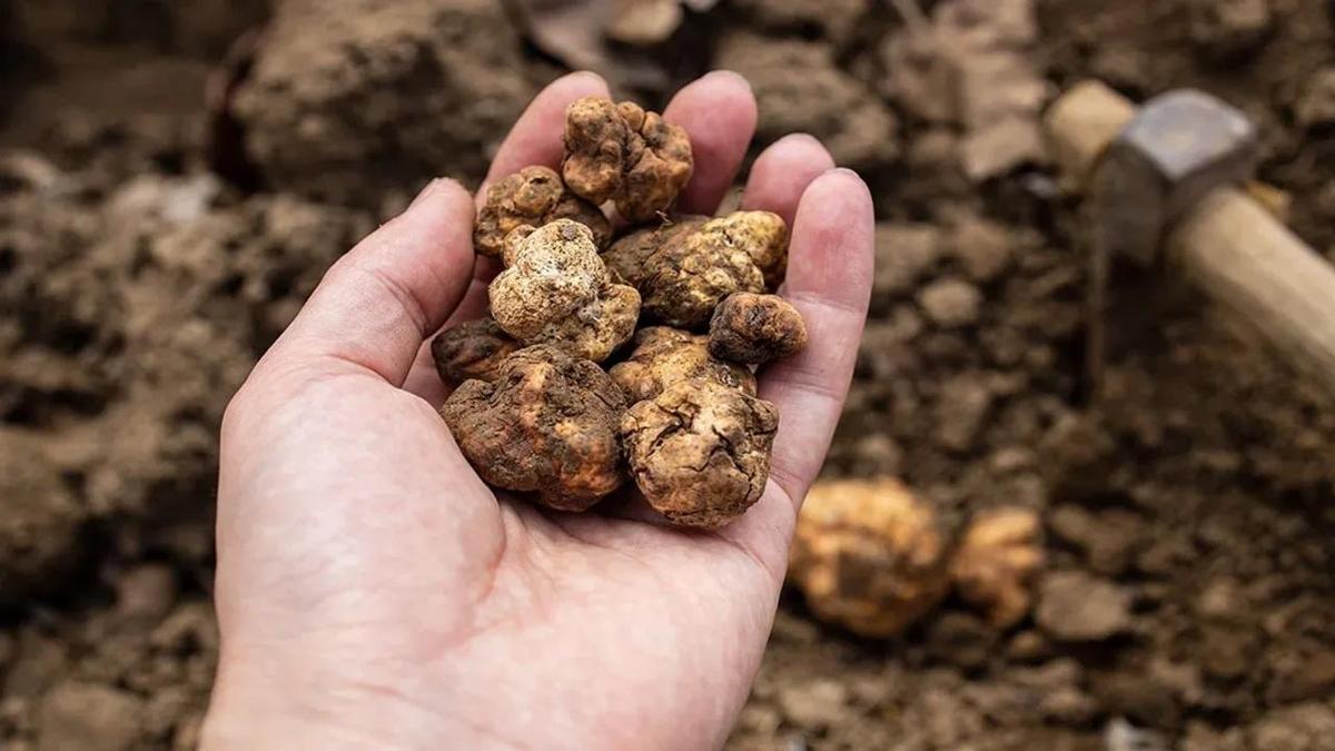 Türkiye'nin 7 ilinde aranıyor: Bulanlar servet kazanıyor! Sadece uzmanlar tanıyor