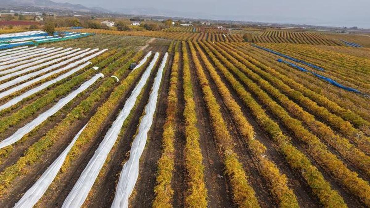 Elazığ'da hasatta sona yaklaşıldı! Don verimi vurdu, fiyatlar arttı: Yurt içi ve yurt dışından talep yağıyor
