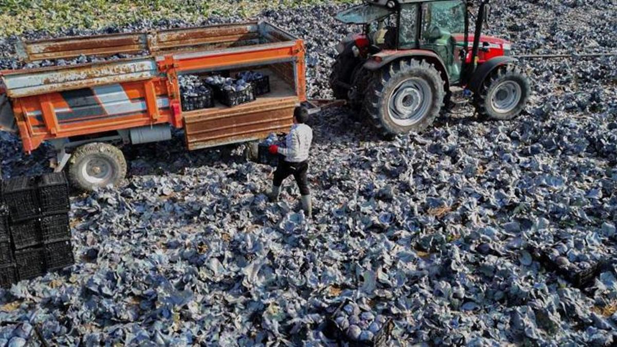 Ankara'da hasat devam ediyor! Çiftçiler son ürünler için tarlalara indi: Sıcak yaktı, verim düştü