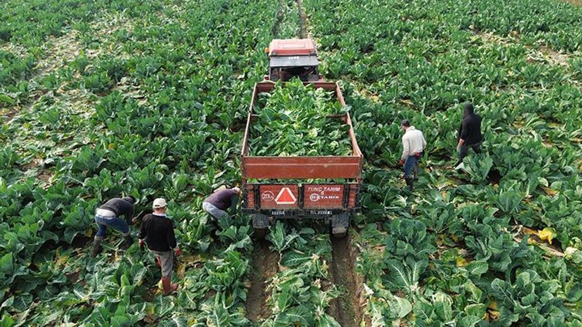 Samsun'da hasat başladı! Tarladan satış fiyatı 7 TL civarında