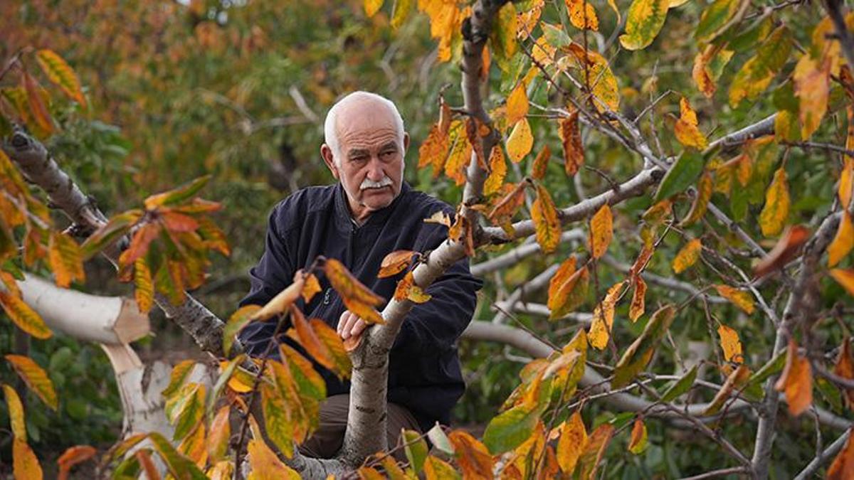 İzmir'de 20 yıllık emeği bir gecede yok ettiler! Emekli çiftçi gözyaşları içinde anlattı: 'Evladımız gibi büyütmüştük'