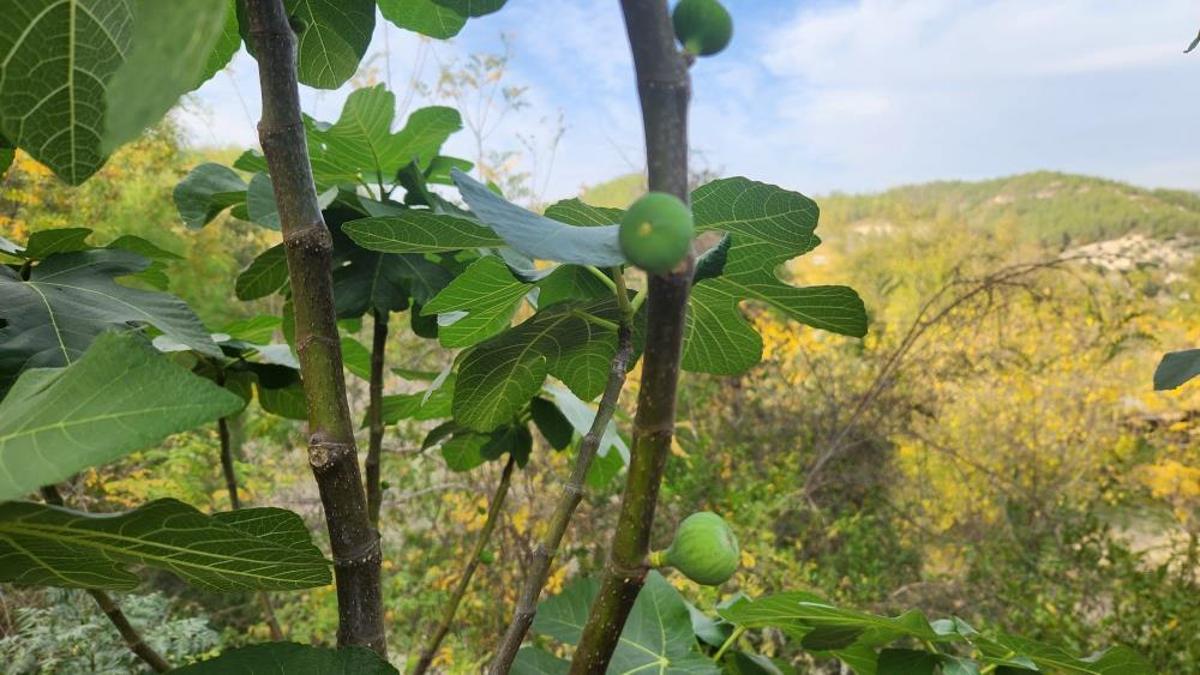 Mevsimi şaşırdılar! İncir ağaçları meyve verdi