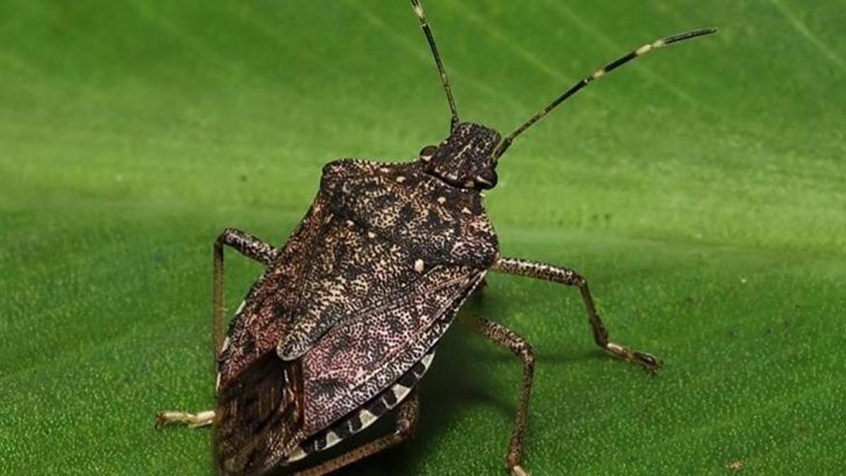 Kokarcanın fındıktaki zararı derinleşiyor! Bu böceğin doğal düşmanı yok