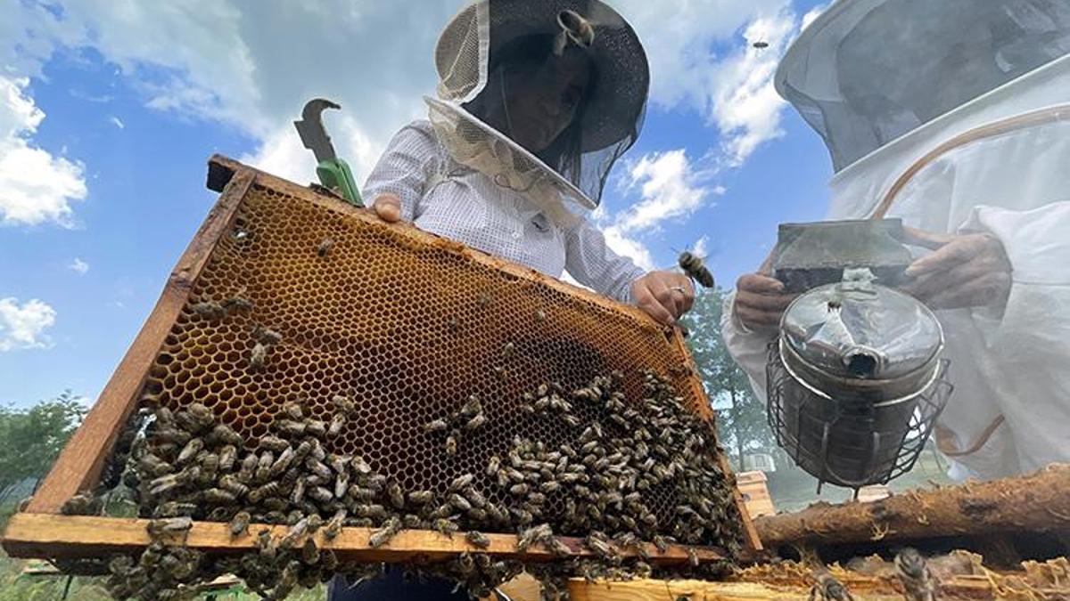 Hasadın ardından veriler açıkladı! Türkiye'de en fazla bal üretimi bu ilde yapıldı