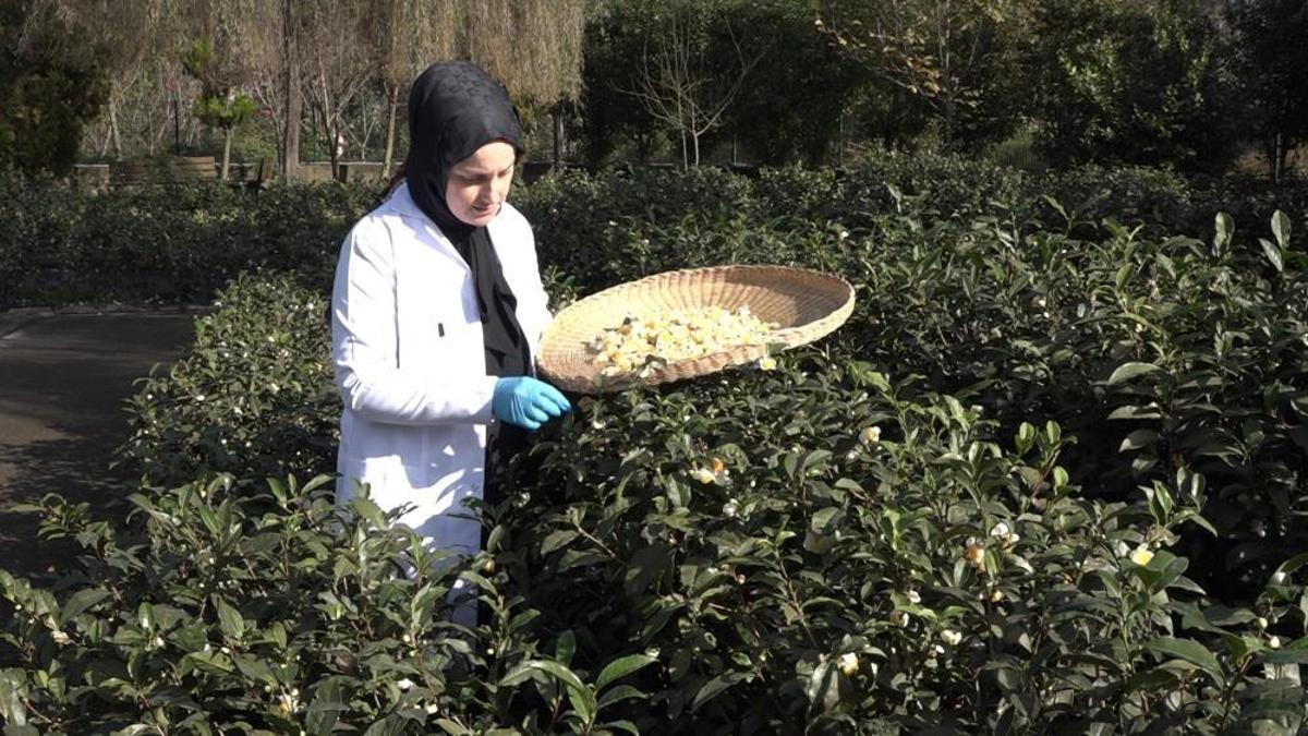Rize'de çay hasadında yeni keşfedildi! Kilosu 6 bin TL'den satılıyor