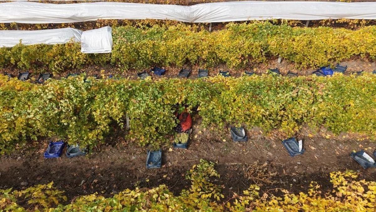 Hasatta son günler, rekolte yüzde 80 düştü! Geçen sene 45 liraydı, bu yıl 55 liraya yükseldi