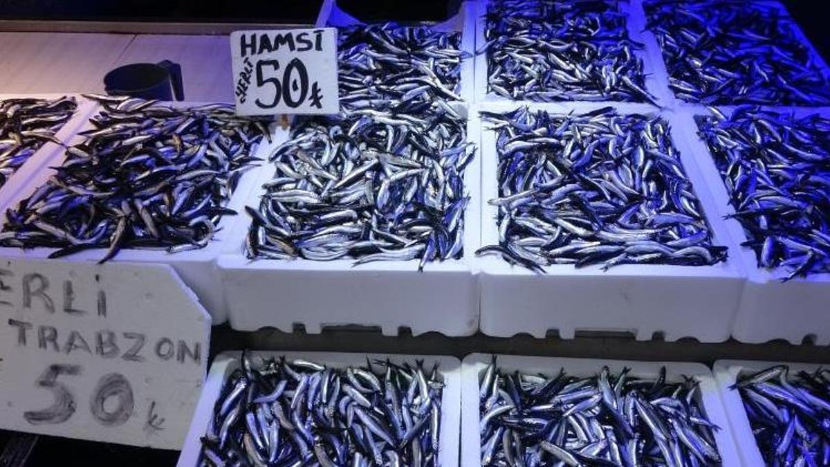 Karadeniz’den hamsi fışkırıyor! Balıkçılar uykusuz, tekneler dolup taşıyor