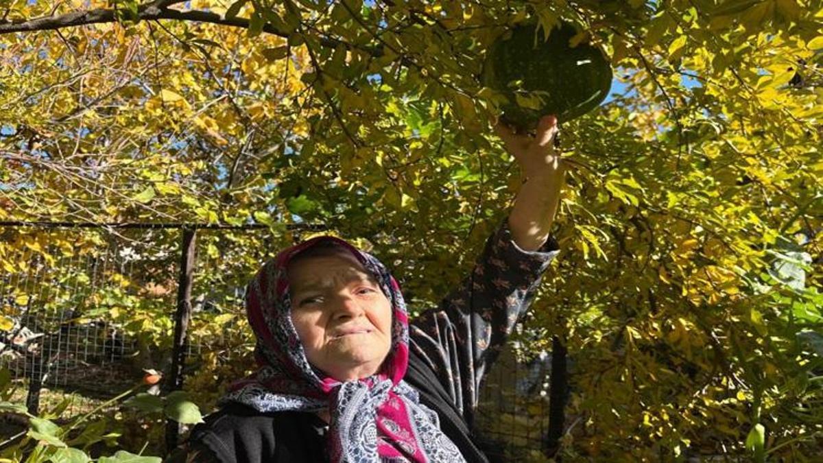 Denizli'de şaşırtan olay! Bahçesine kabak ekti! "Böyle bir şey hiç görmedim!"