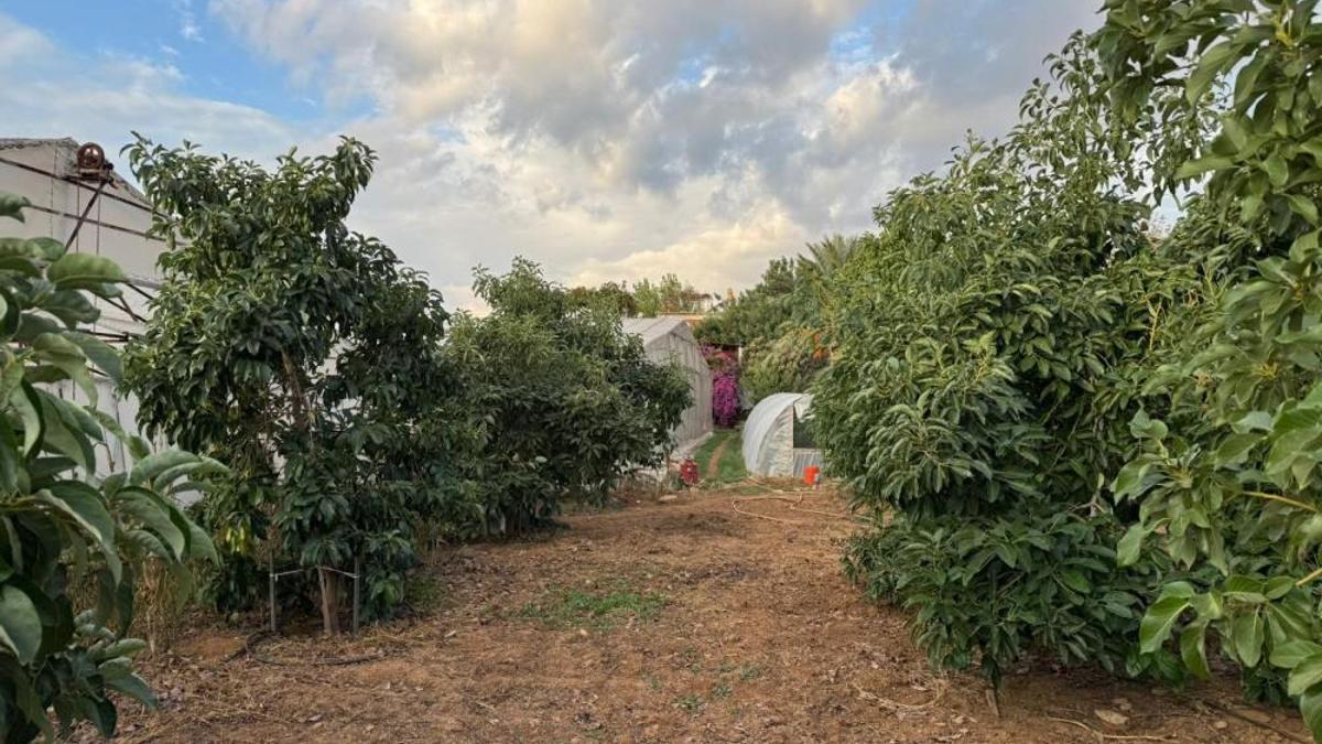 Mersin'de ilginç olay! Gizlice bahçeye girip muz ve avokado hasadı yaptılar