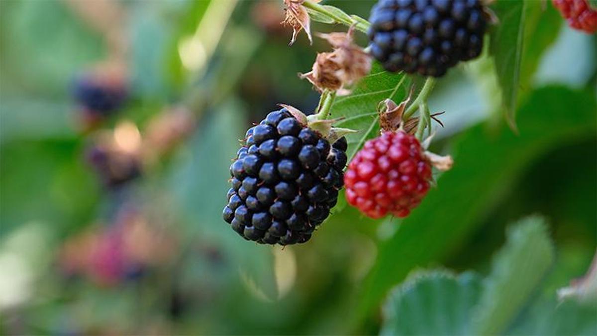 Bursa'da hibe desteği! Başvurular 30 Kasım'da sona erecek