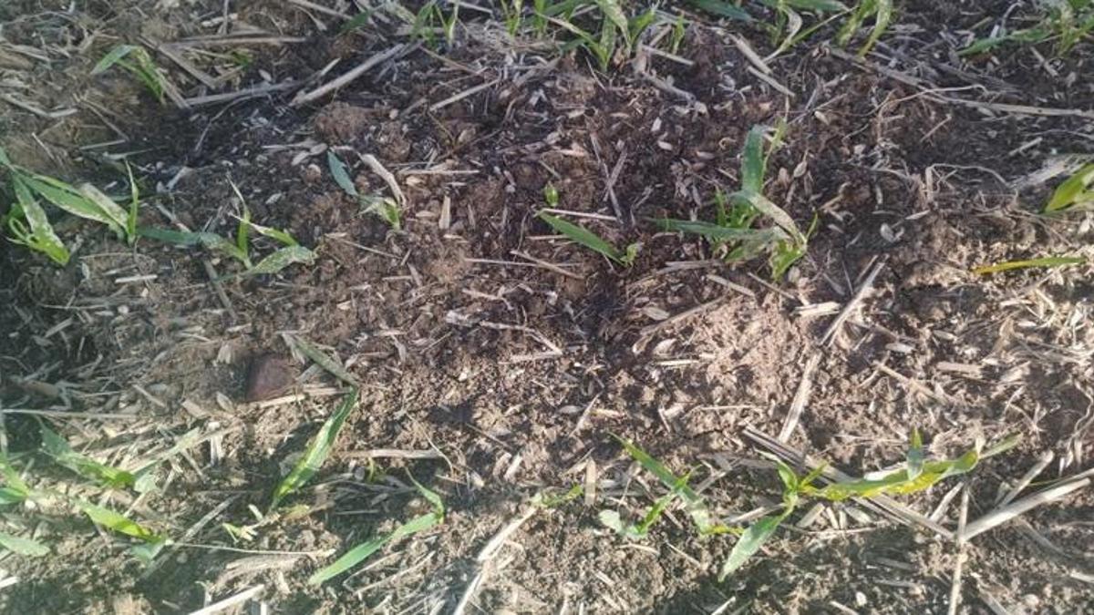 Tekirdağ'da hububat tarlalarında gizli tehlike! Yetkililer uyardı: Görürseniz hemen arayın