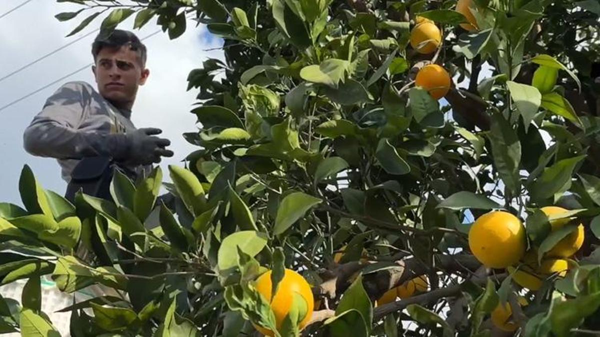 Antalya'da hasat başladı! Günde 500 ton toplanıyor! Yurt dışından sipariş yağıyor