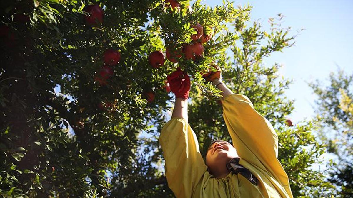 Adıyaman'da son 5 yılda üretim alanı yüzde 27 genişledi, zirai dona meydan okudu! Dünya pazarına açılıyor