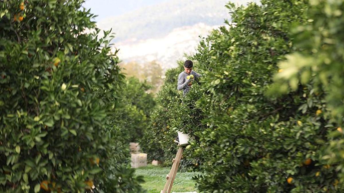 Antalya'da günde 500 ton toplanıyor! Bu hasat zengin edecek, talep patladı