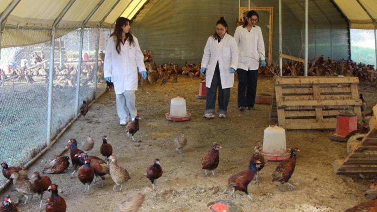 Üniversiteli öğrenciler yetiştirmeye başladı! Verim 5 kat arttı! Sayıları 60'tan 700'e ulaştı