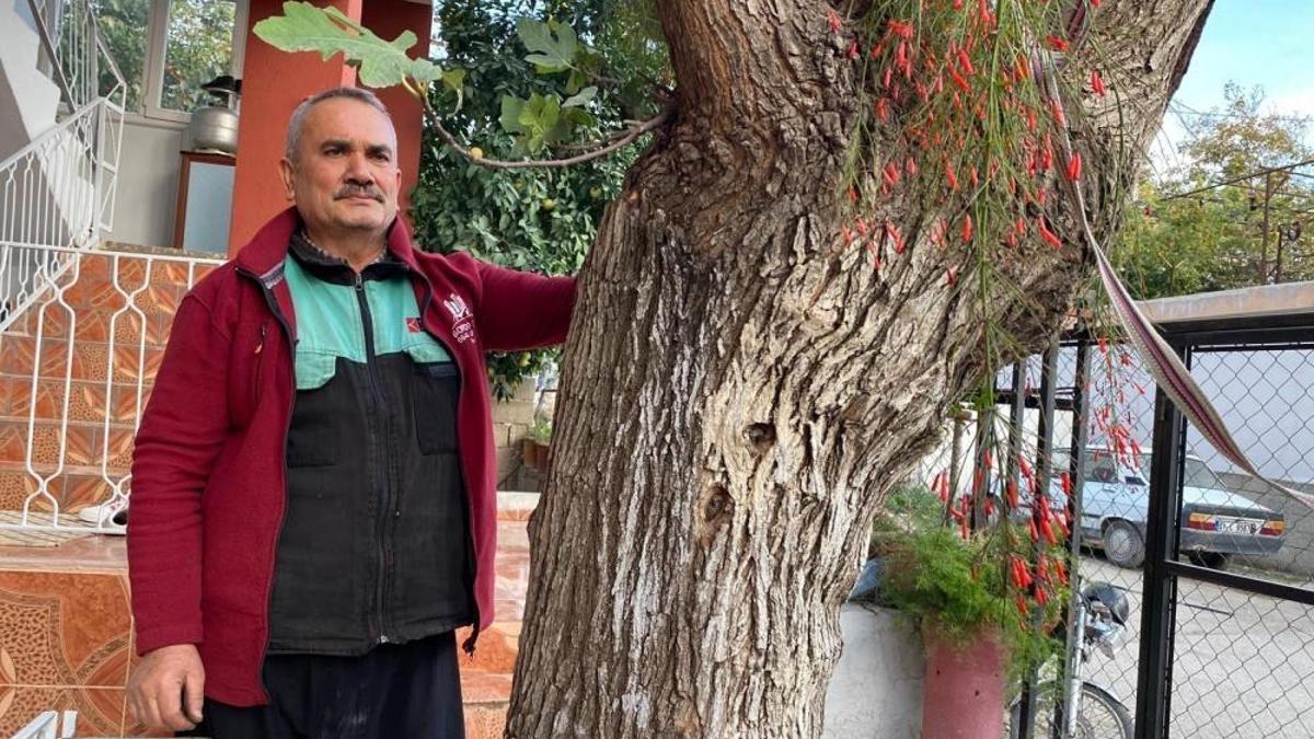 Osmaniye'de şaşırtan görüntü: Dut gövdesinden incir çıktı!