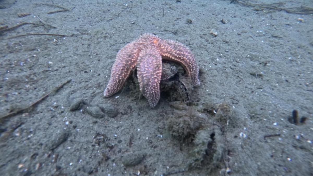 Marmara Denizi'nin ekolojik yapısı mercek altında