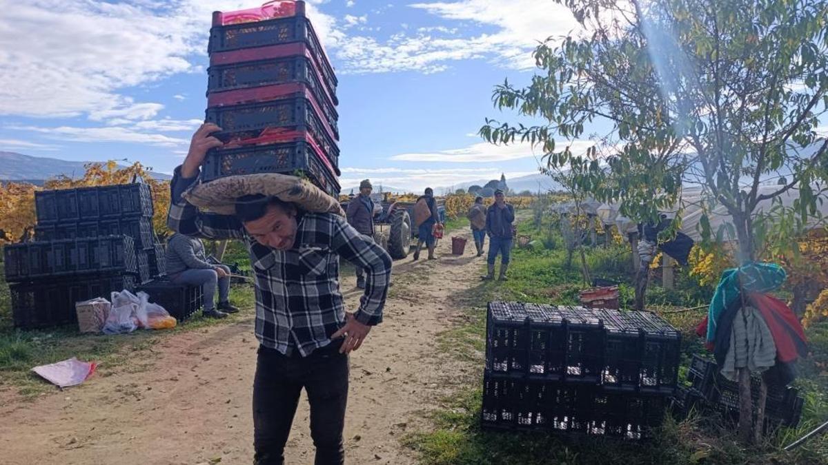 Yaz meyvesinin hasadı aralık ayında da sürüyor! Fiyatlar 30 lira seviyesinde