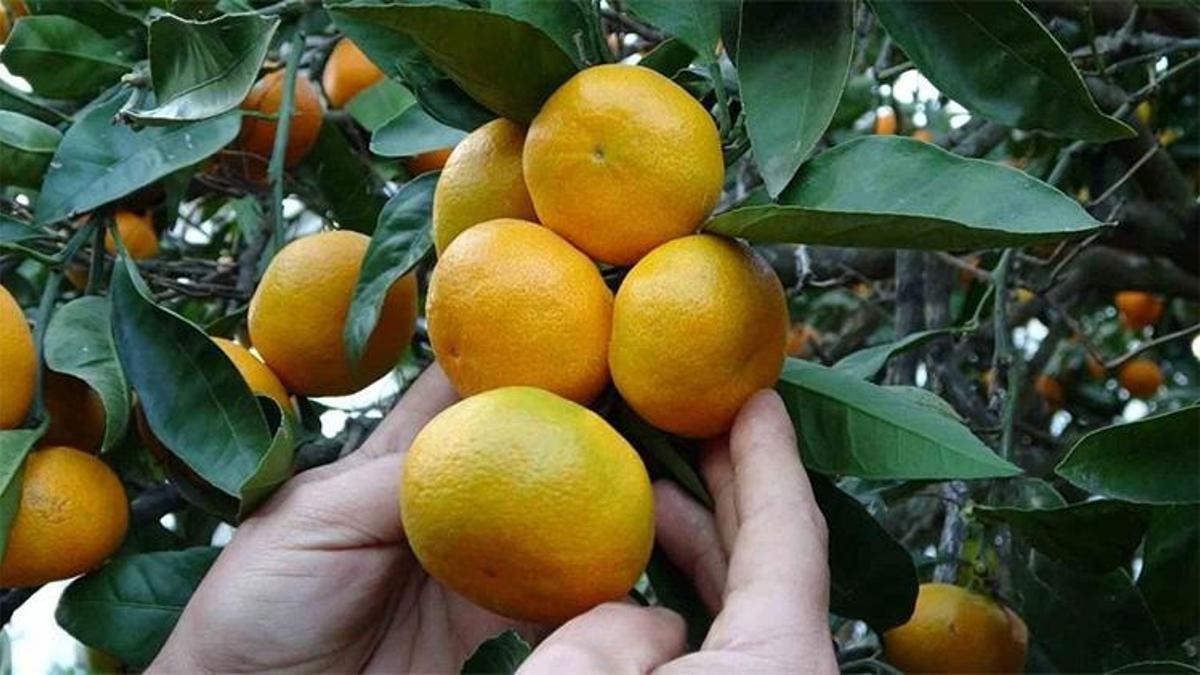 Karadeniz'in yeni altın meyvesi! Ordu'da 350 rakımda toplanıyor! Hasat başladı: Marketler almak için şimdiden sıraya girdi