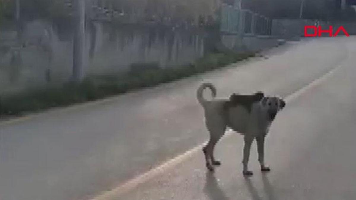 Bursa'da sırtında maymun gezdiren köpek ilgi odağı oldu