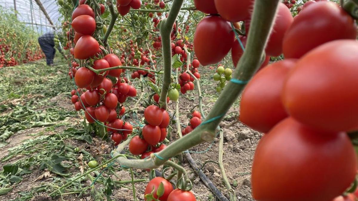Domates ve sebzeye 'kasım' etkisi! Fiyat endeksinde büyük düşüş