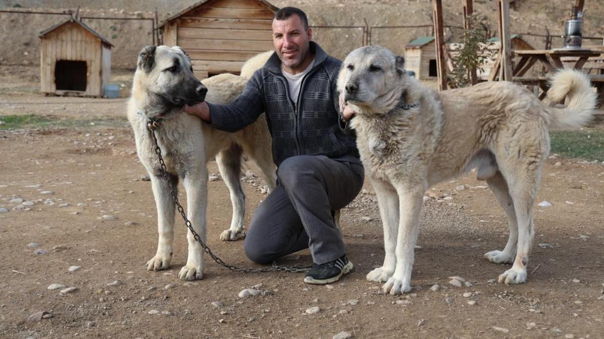 Sivas'ta kangallar kış modunu açtı, kar yağışını beklemeye başladı