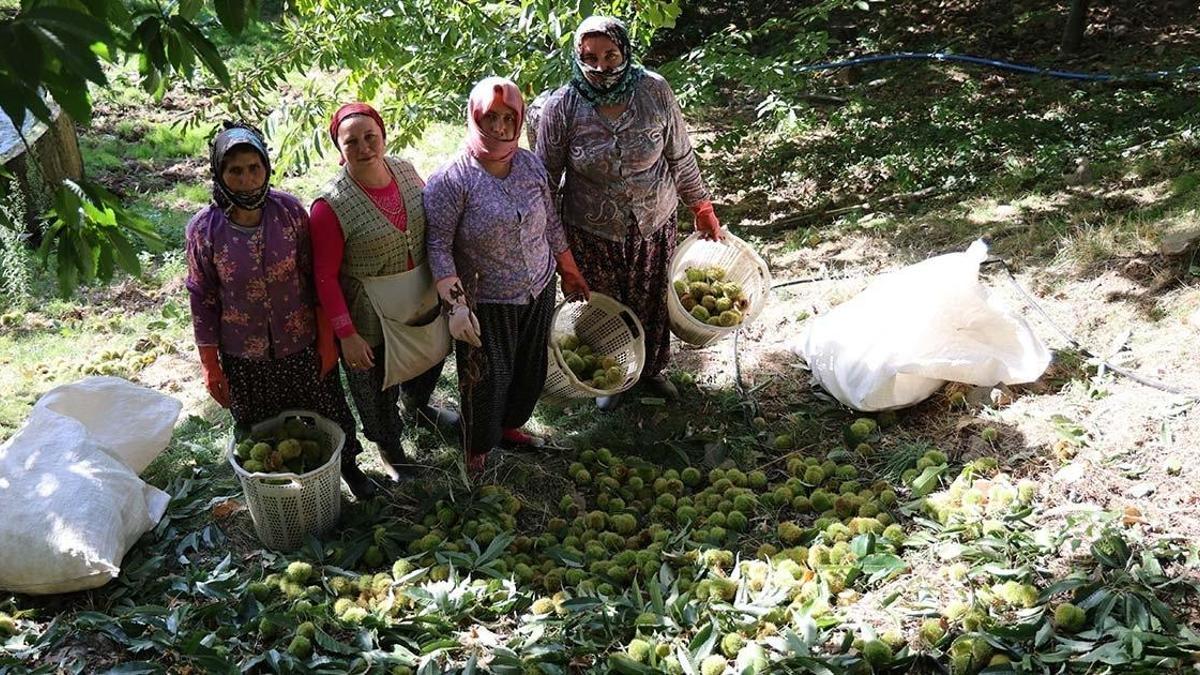 Köylü dağdan topluyor! İlçe pazarında 250 TL'ye satıyor: Sıfır maliyetle iş kuruyorlar