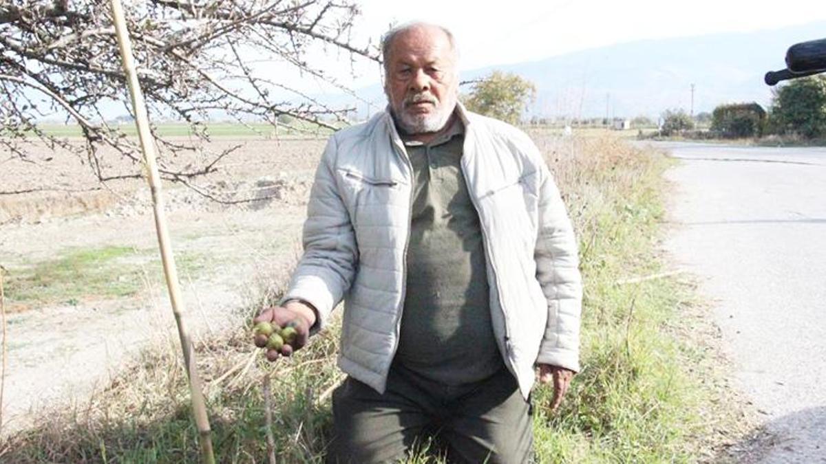 Ormanlık alanlarda ve vadi kenarlarında yetişiyor! Aydın'da şifa kaynağı ürün büyük ilgi görüyor