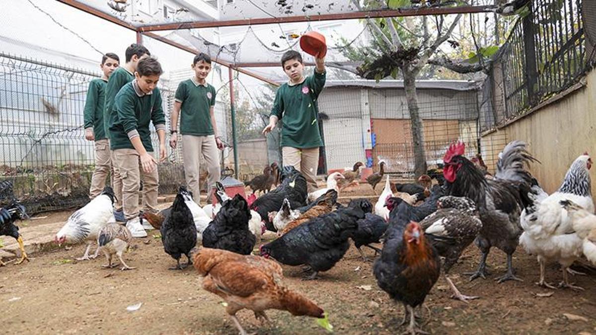 İstanbul'da böyle okul yok! Öğrenciler tavuk besleyip meyve sebze hasat ediyorlar