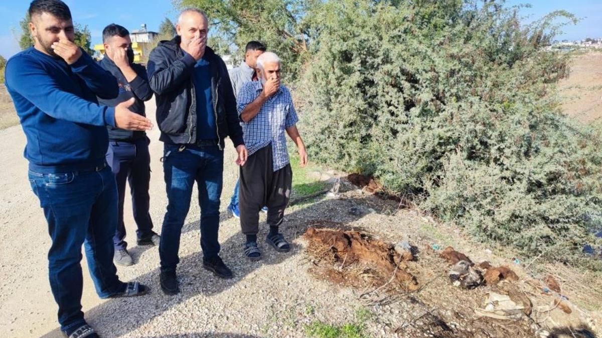 Tek tırnaklı etinin sık sık görüldüğü Adana'da endişelendiren görüntü! Dere yatağında onlarcası var