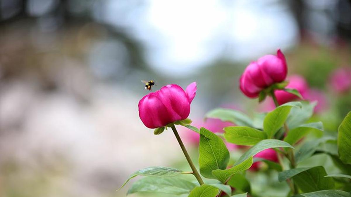 Dünyadaki 250 endemik bitki sadece Antalya'da yetişiyor