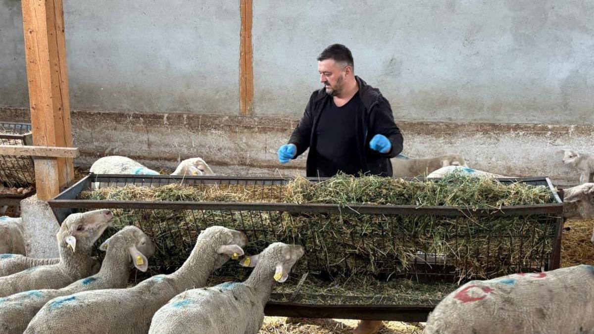 Şap mağduru Bursalı üreticiler destek bekliyor