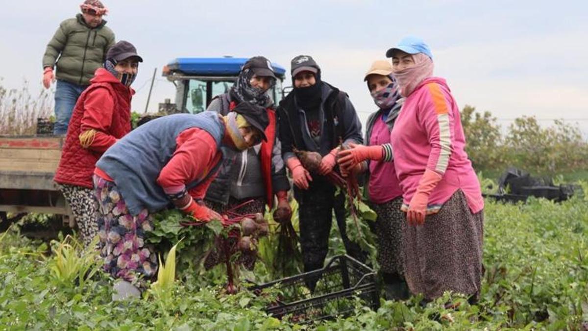 Menemen'de kırmızı elmas hasadı başladı! Binbir zahmetle toplanıyor! Tarladan çıkıp pazarda 4 katına satılıyor
