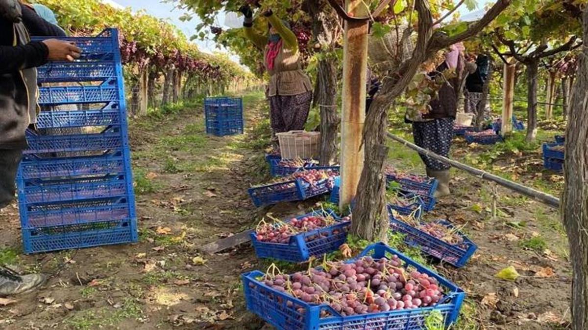 Aralık ayının ortasına kadar sürecek! Bağlarda ürün azaldı, 50 liradan satılıyor