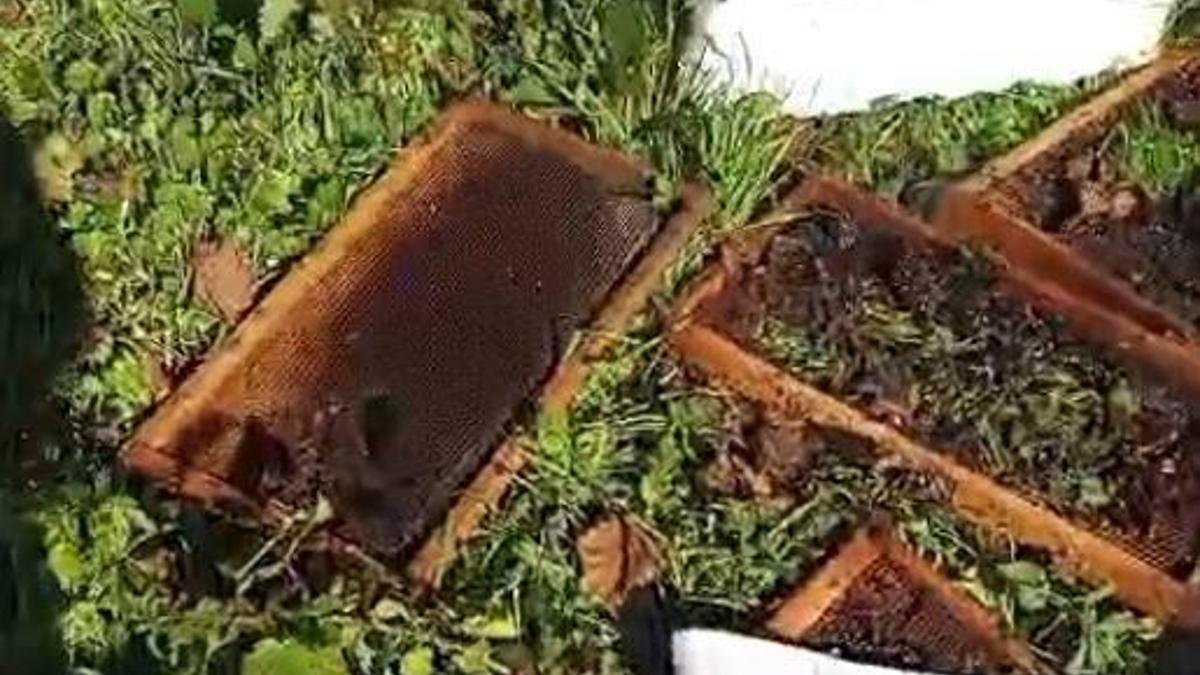 Ayı, arı kovanlarını parçaladı