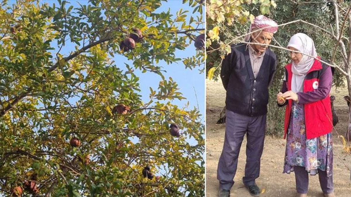 Şanlıurfalı çiftçi bağ ve nar bahçelerinde bekledikleri verim alamadı! Ekipler sebebini ve çözümü açıkladı