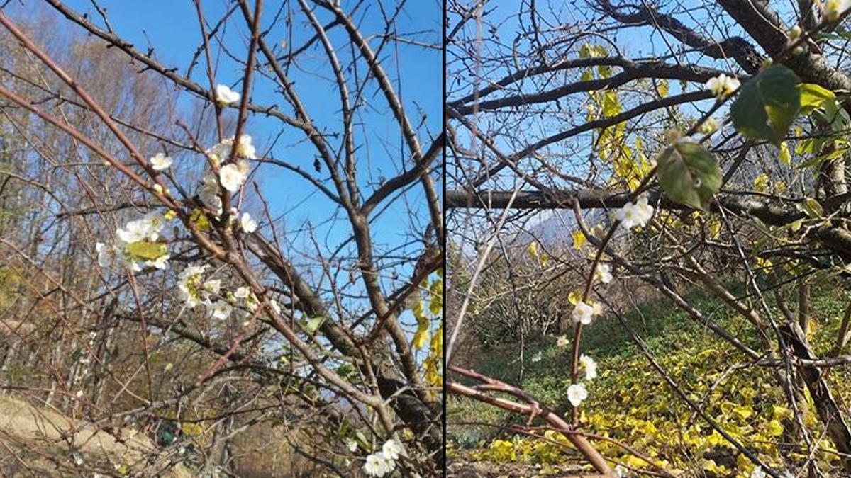 Görenler hayrete düştü! Aralık ayında çiçek açtı: 'Daha önce böyle bir şey görmedik'