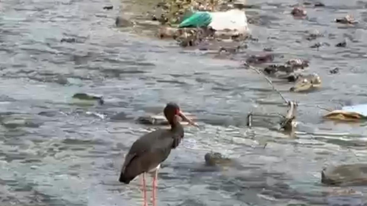 Karabük'te kara leylek görüldü