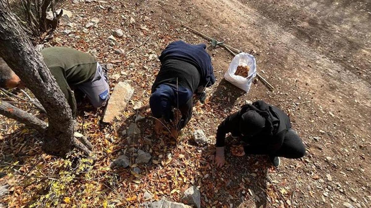 Toros Dağları'na mantar toplamaya gidince keşfettiler! Gizemli hayırsever 30 yıl önce aşılamış