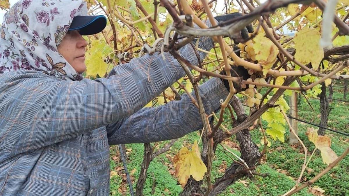 Manisa'da gelir kapısı değişti: Evden başladılar! Üretici ailesi için yöntem geliştirdi