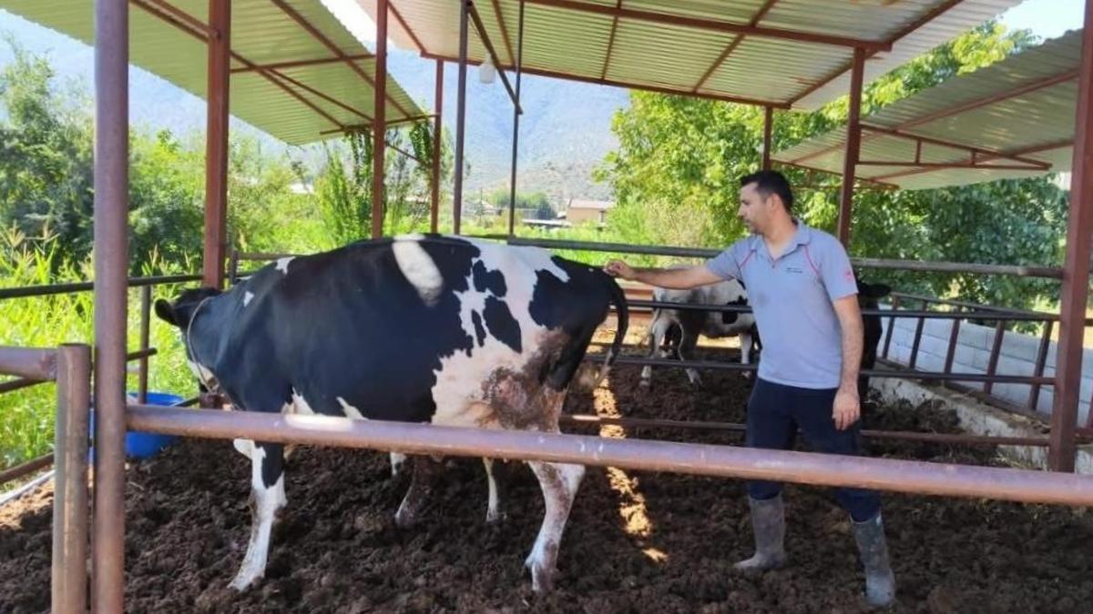Muğla'da şap alarmı! 11 mahalle karantinaya alındı