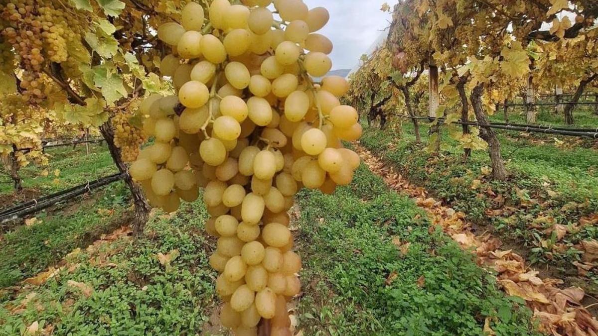Sarıgöl Ovası'nın sırrı ortaya çıktı: Örtü altı sistemiyle Ocak ayına kadar taze kalıyor