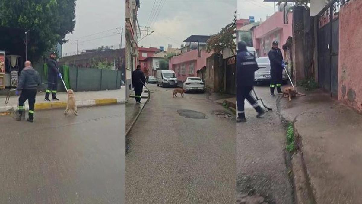 Adana'da başıboş sokak köpekleri toplanıyor